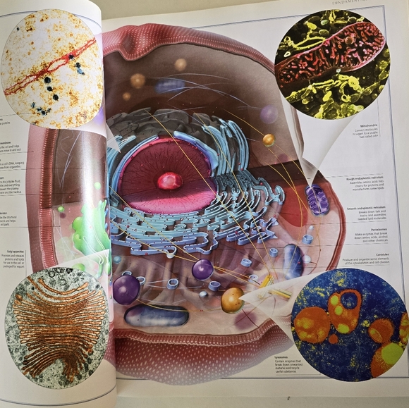 🩻 Atlas Of The Human Body Hardcover Book - Picture 2 of 16